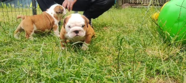 cuccioli di bulldog inglese con pedigree | Foto 1