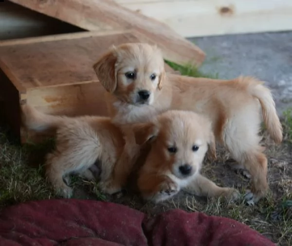 cuccioli di golden retriever con documenti | Foto 2