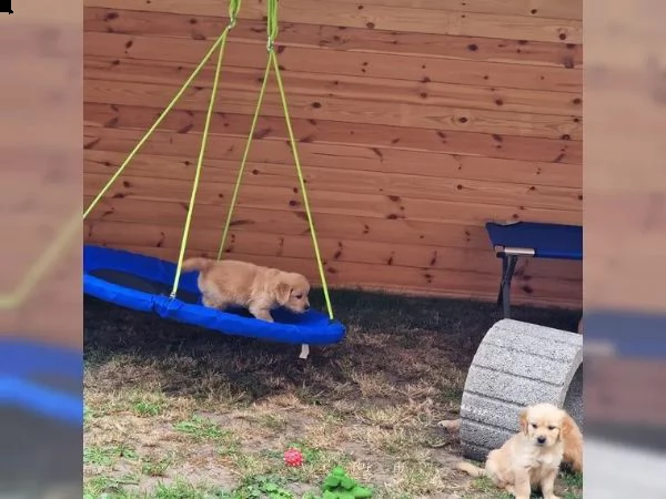 3 cuccioli di golden retriever con pedigree | Foto 3