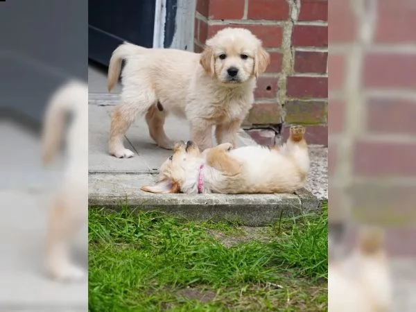 3 cuccioli di golden retriever con pedigree | Foto 0