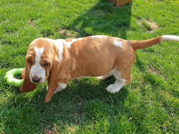 meravigliosi cuccioli di bassethound