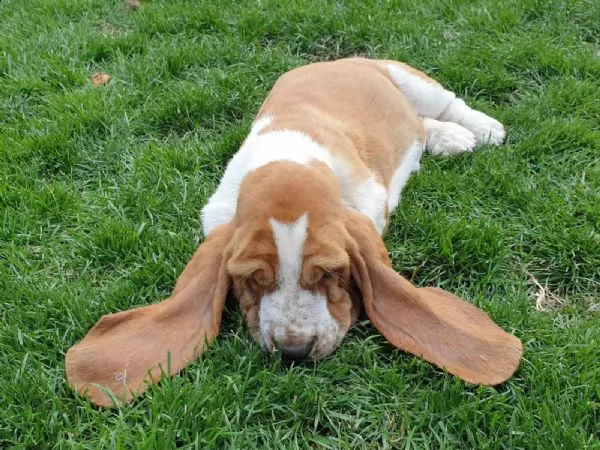 meravigliosi cuccioli di bassethound | Foto 1