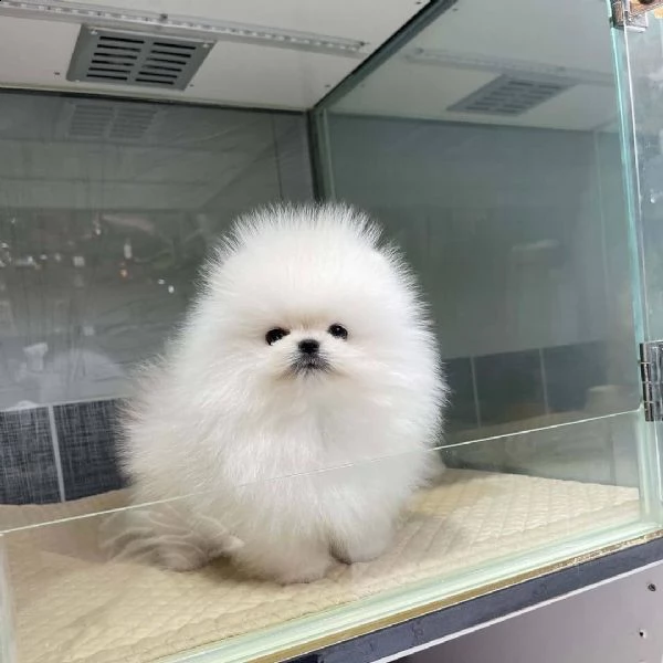 cuccioli di pomerania maschi e femmine