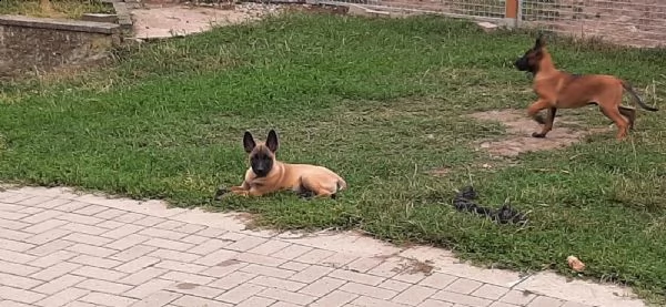 cuccioli pastore belga malinois maschio e femmina | Foto 3