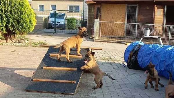 cuccioli pastore belga malinois maschio e femmina | Foto 2