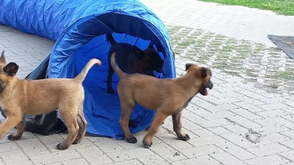 cuccioli pastore belga malinois maschio e femmina | Foto 1