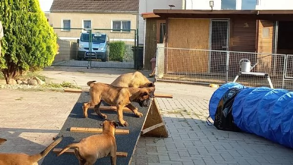 cuccioli pastore belga malinois maschio e femmina | Foto 0