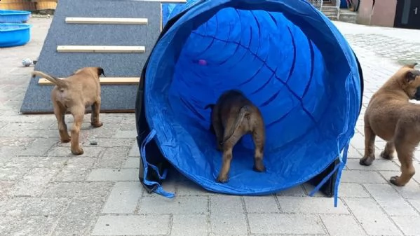 cuccioli pastore belga malinois maschio e femmina