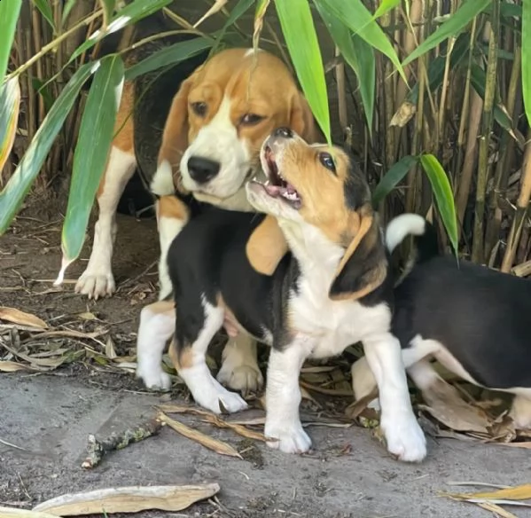 disponibilicuccioli di beagle | Foto 3