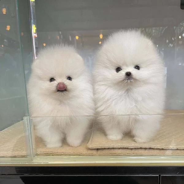 volpino pomerania toy | Foto 1