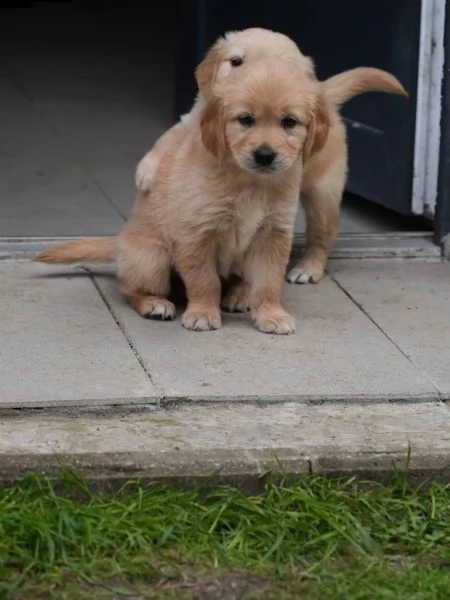 cuccioli di golden retriever con documenti