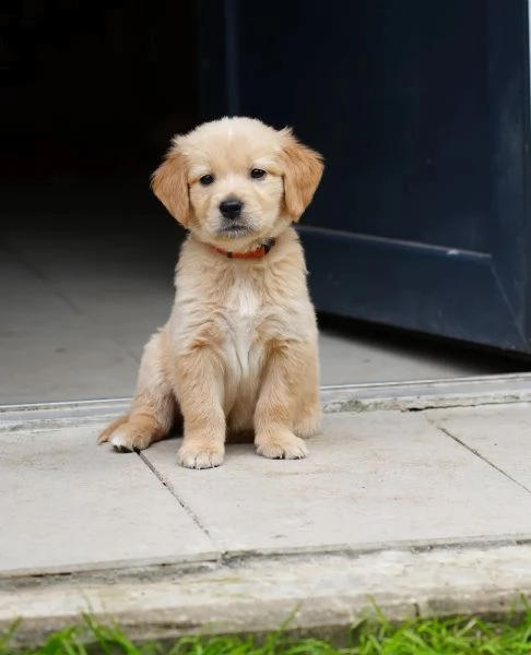 cuccioli di golden retriever con documenti | Foto 2