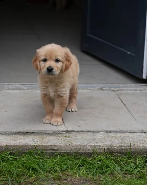 cuccioli di golden retriever con documenti | Foto 1