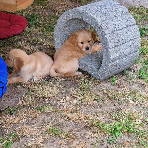 cuccioli di golden retriever con documenti | Foto 0