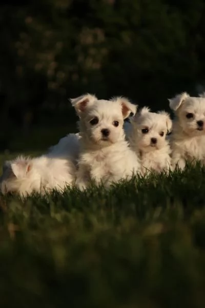 cuccioli maltesi