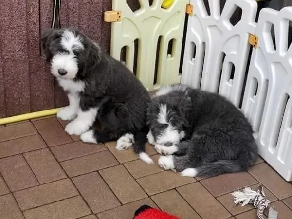 cuccioli di bearded collie | Foto 2