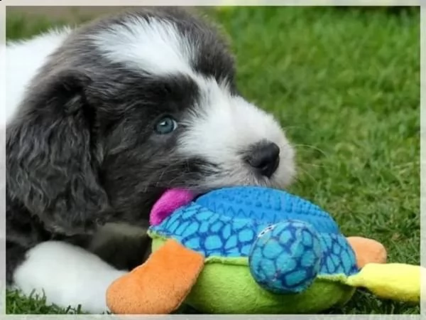 cuccioli di bearded collie | Foto 0