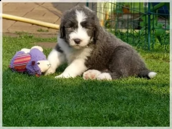 cuccioli di bearded collie