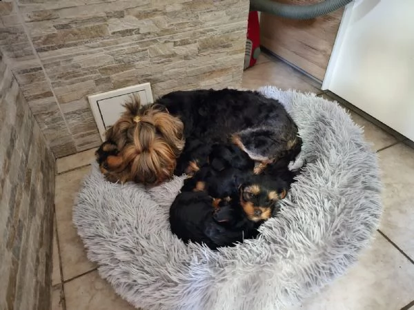 belllissimi cuccioli di yorkshire terrier | Foto 4