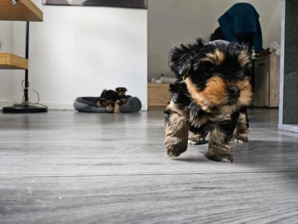 belllissimi cuccioli di yorkshire terrier | Foto 1