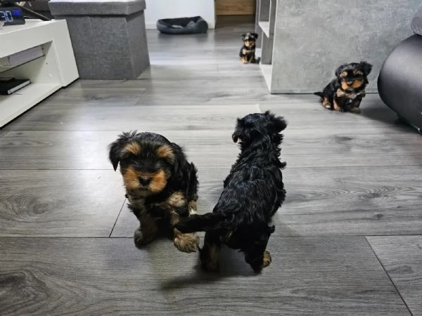 belllissimi cuccioli di yorkshire terrier | Foto 0