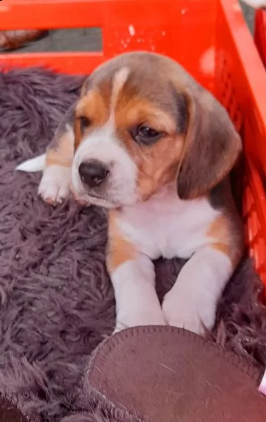 disponibili  cuccioli di beagle