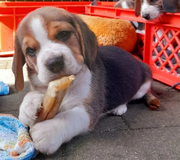 disponibili  cuccioli di beagle | Foto 0