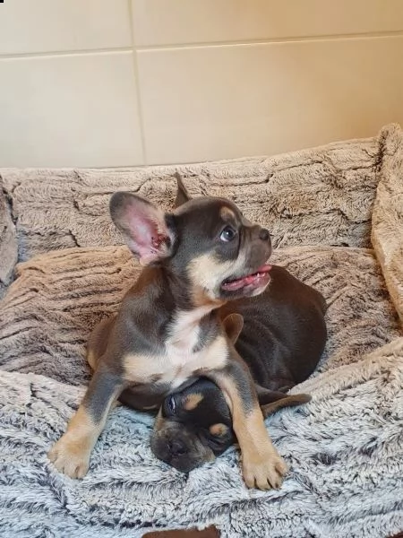5 cuccioli di bulldog francese maschio e femmina | Foto 0