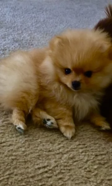 disponibile pomeranian mini toy marrone | Foto 0