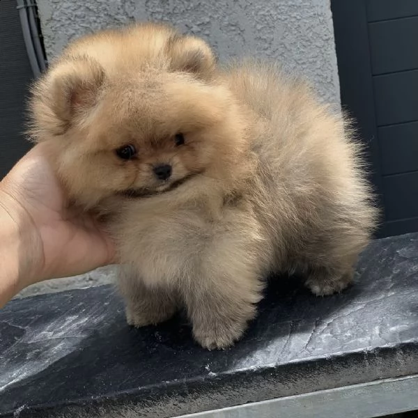 disponibile pomeranian mini toy marrone