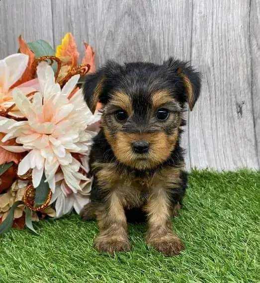 cuccioli di 12 settimane e 5 giorni di yorkshire terrier da reinserire