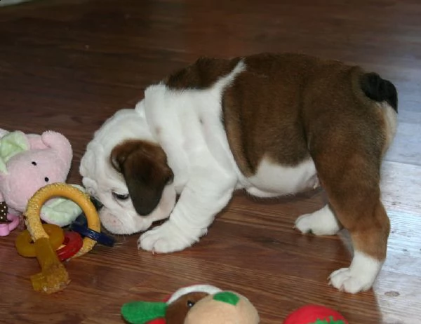 stupendi cuccioli di bulldog inglese