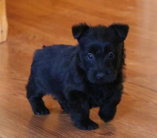 belllissimi cuccioli di scottish terrier