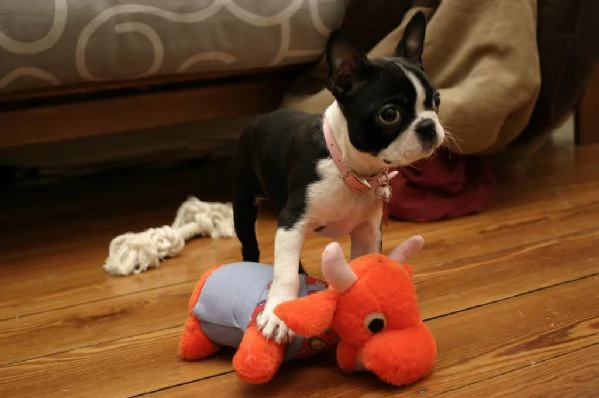 stupendi cuccioli di Boston Terrier