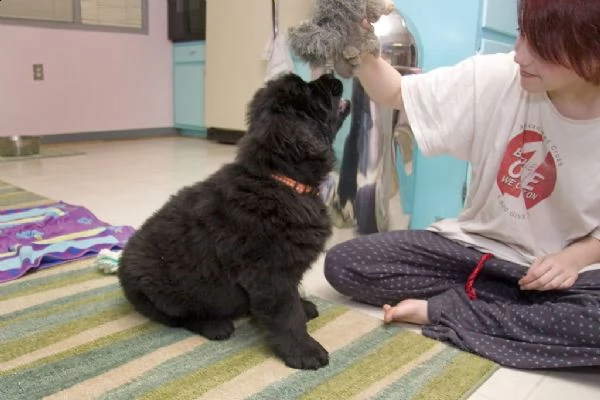 cuccioli terranova maschio e femmina | Foto 0