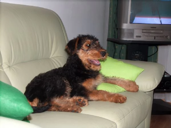 cuccioli airedale  terrier con pedigree