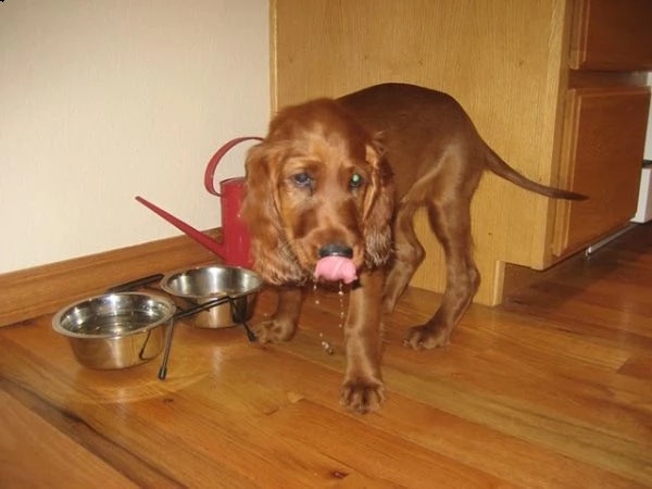 cuccioli di setter irlandese