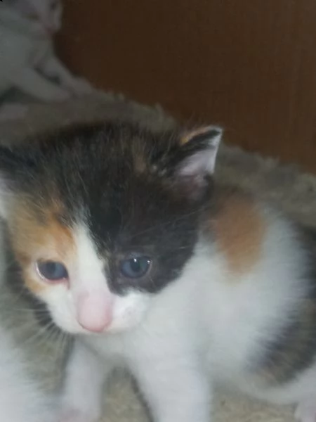 regalo gattina femmina tricolore  | Foto 0