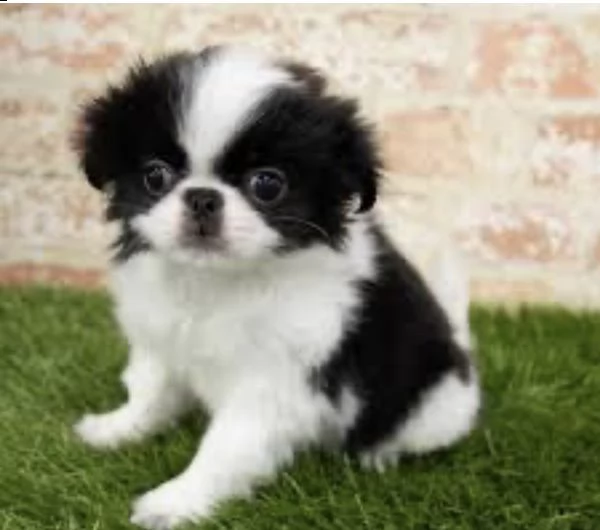 dolce cucciolo japanese chi disponibile | Foto 0