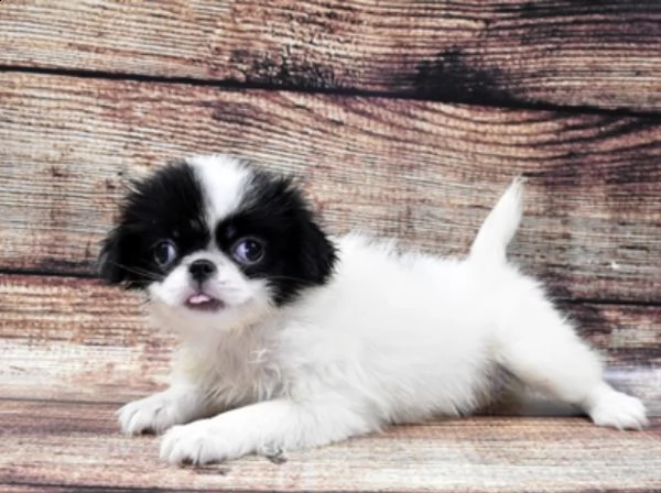 dolce cucciolo japanese chi disponibile