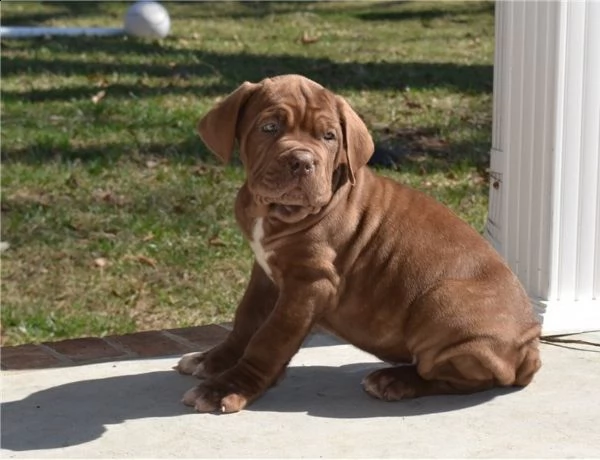 cuccioli di mastino napoletano | Foto 0