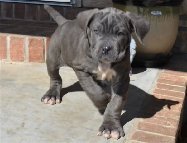 cuccioli di mastino napoletano