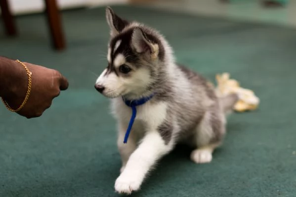 cuccioli di siberian husky