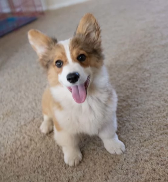 cuccioli di welsh corgi | Foto 0