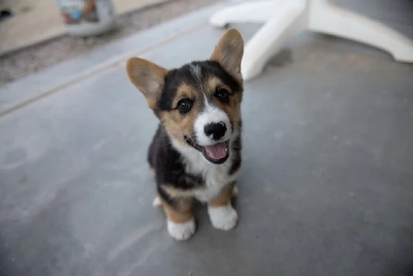 cuccioli di welsh corgi