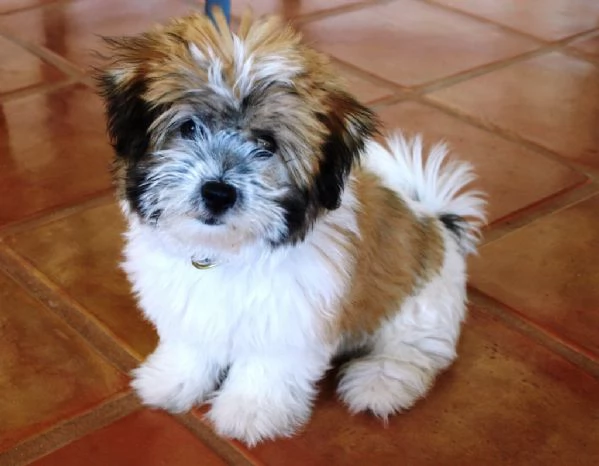 cuccioli di coton de tulear