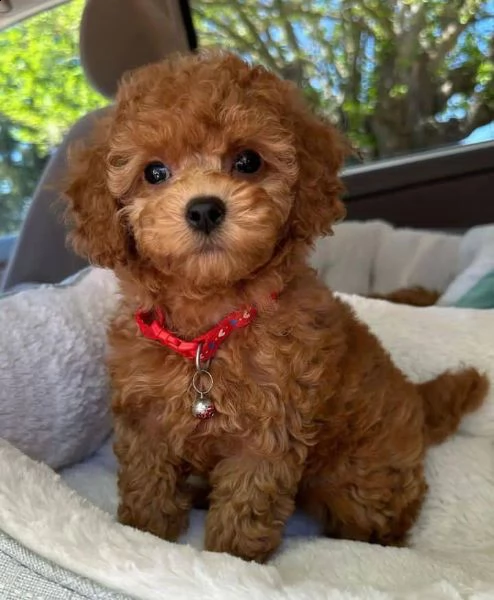 cuccioli di barboncino toy