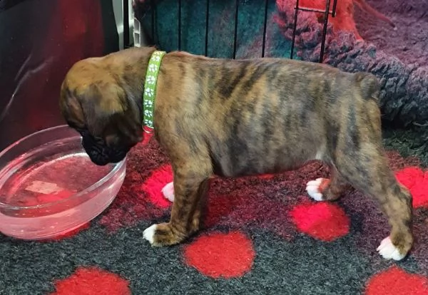 disponibili cuccioli di boxer | Foto 1