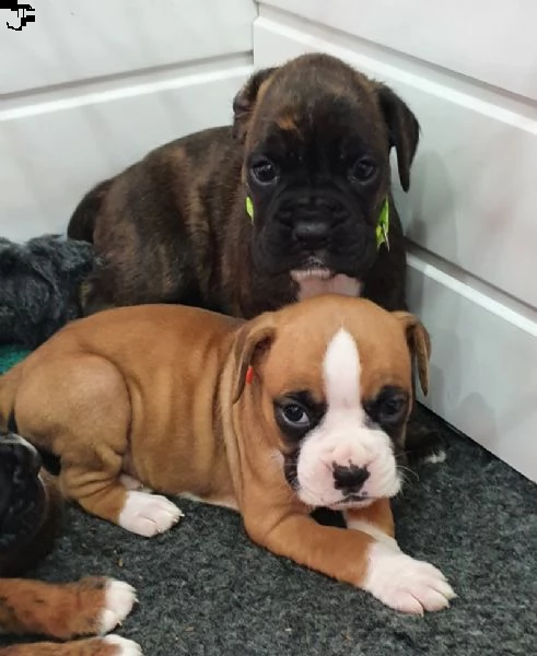 disponibili cuccioli di boxer | Foto 0