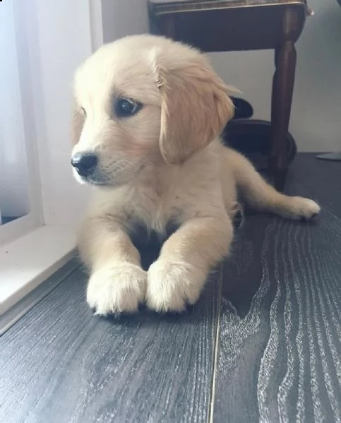 cuccioli di golden retriever pronti per nuove case per sempre